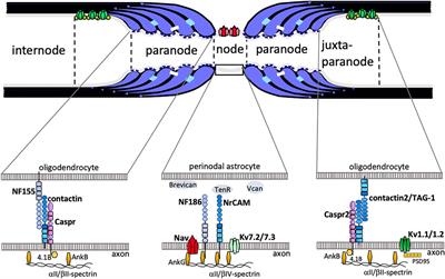 Paranodal Axoglial Junctions, an Essential Component in Axonal Homeostasis